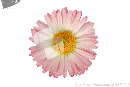 Image of Pink flower on white