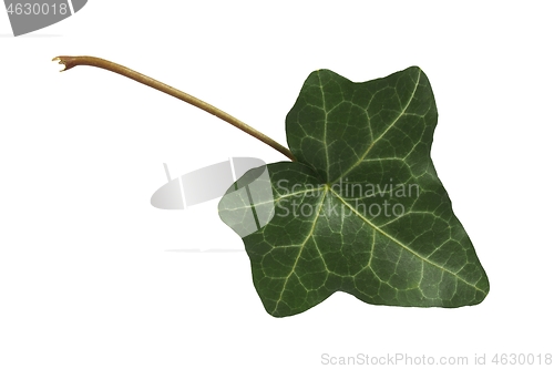 Image of Ivy leaf on white