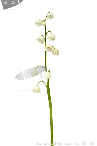 Image of Lily of the valley