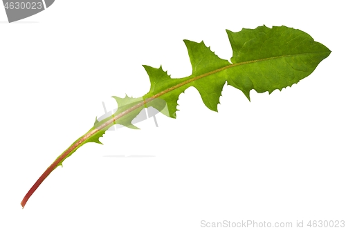 Image of Green dandelion leaf