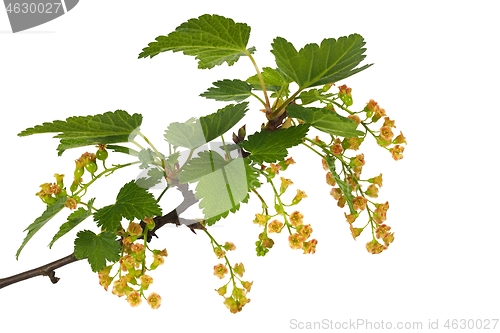 Image of Red currant blooming