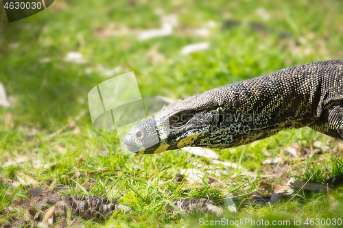 Image of Close up of goanna lizard in Australia