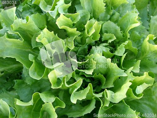 Image of salad