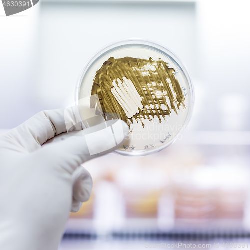 Image of Scientist growing bacteria in petri dishes on agar gel as a part of scientific experiment.