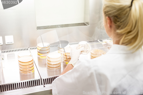 Image of Female scientist working with laminar flow at corona virus vaccine development laboratory research facility.