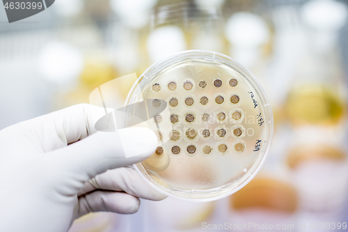 Image of Scientist growing bacteria in petri dishes on agar gel as a part of scientific experiment.