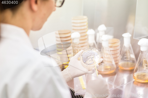 Image of Female scientist working with bacteria in laminar flow at corona virus vaccine development laboratory research facility.