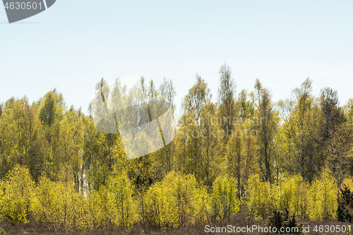 Image of Sunlit birch grove in leafing season