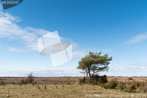 Image of Lone pine tree in a great barren landscape