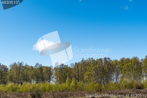 Image of Birch trees in leafing season by blue skies