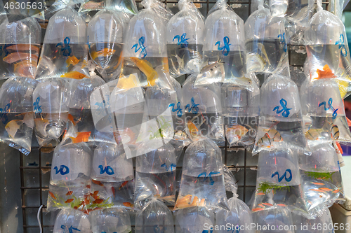 Image of Pet Shop Mong Kok