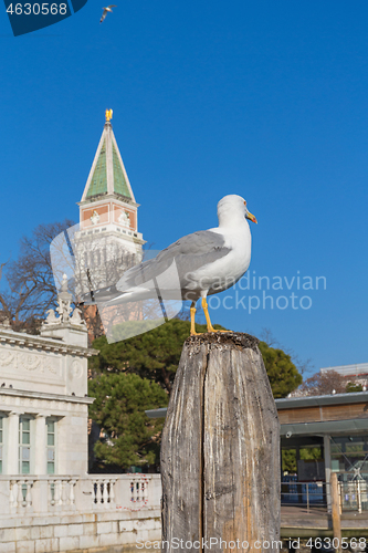 Image of Sea Gull Venice