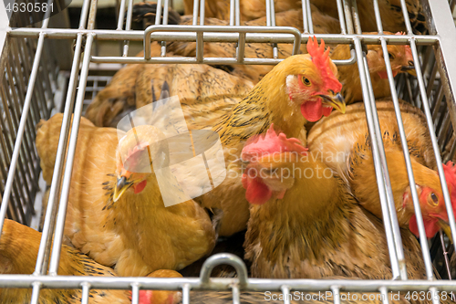 Image of Roosters in Cage