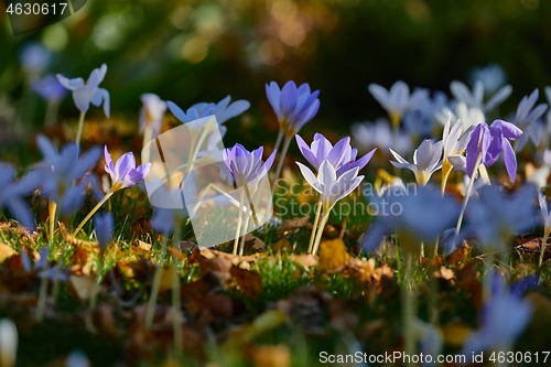 Image of Flowers in breeze