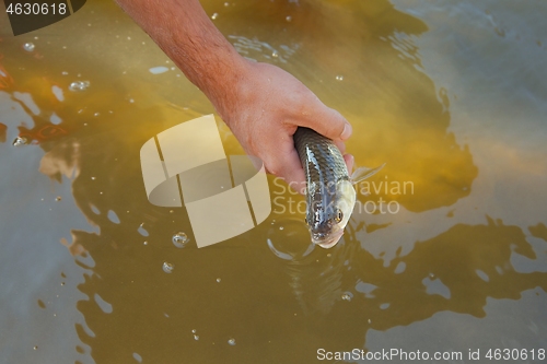 Image of Small fish caught