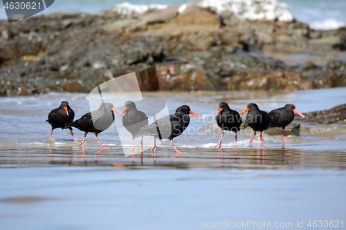 Image of Variable oystercatchers in a line