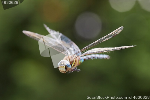 Image of Dragonfly in flight