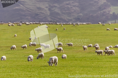 Image of Sheep in the grass