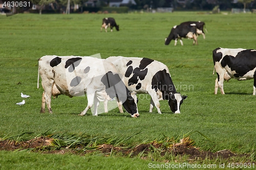 Image of Cows on a farm