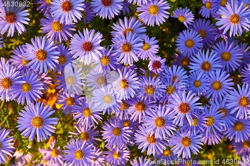 Image of Small Prurple Flowers