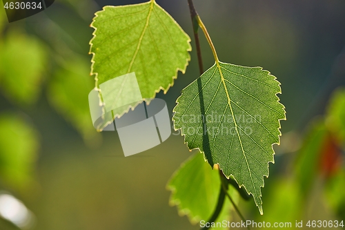 Image of Green Leaves of Spring