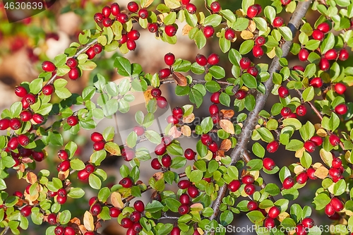 Image of Rosehips herb closeup