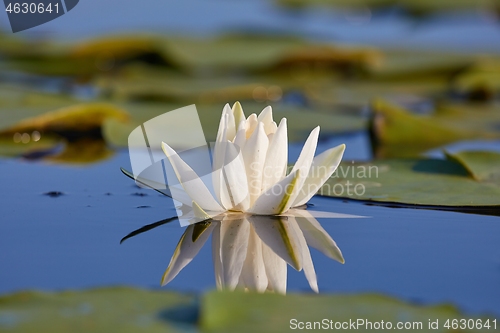 Image of White Water Lily