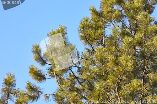 Image of Pine tree closeup shot