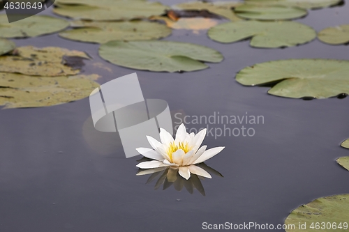 Image of White Water Lily