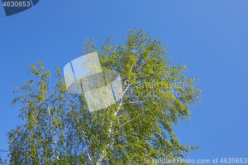 Image of Spring Green Leaves