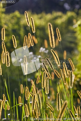 Image of Meadow with backlit green plants