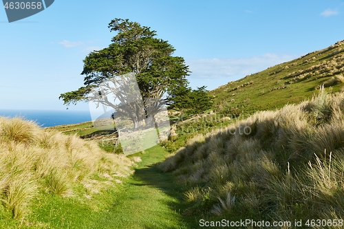 Image of Beautiful green landscape in New Zealand