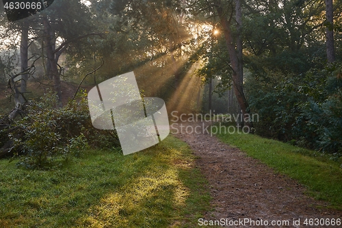 Image of Forest with light rays