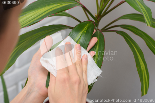 Image of Girl wipes dust from long-stemmed indoor plants