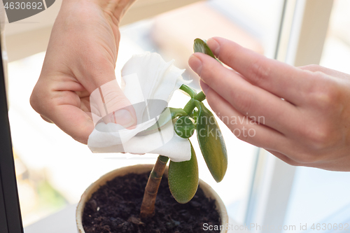 Image of Female hands wipe dust from a houseplant