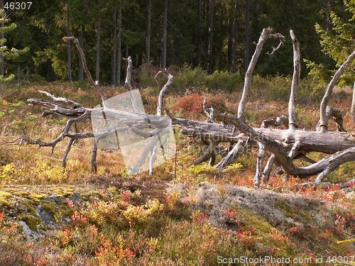 Image of Old tree