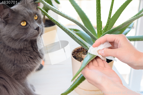 Image of A cat watches a girl caring for domestic plants