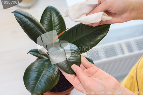 Image of Girl wipes dust from indoor plants, close-up