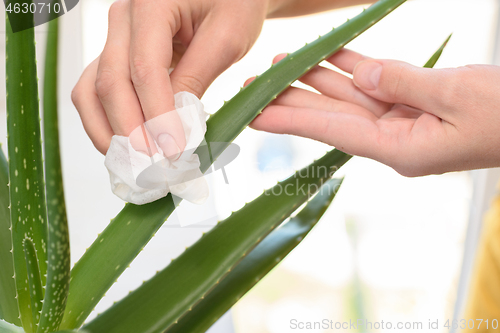 Image of Girl wipes dust from an aloe indoor plant