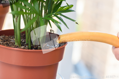 Image of Watering a chamedorea plant from a watering can close-up