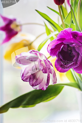 Image of Multicolored tulips in a vase,