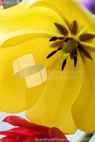 Image of Yellow tulip in a vase.