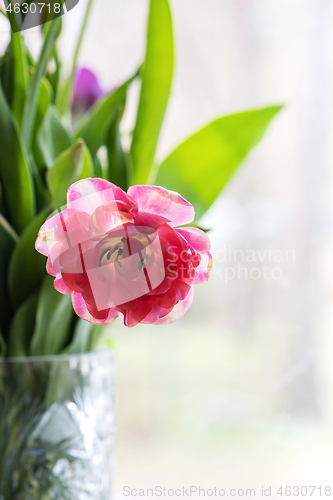 Image of Pink tulip in a vase, window on the background