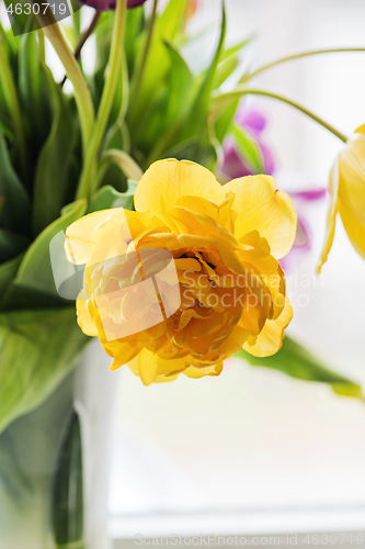 Image of Yellow tulip in a vase