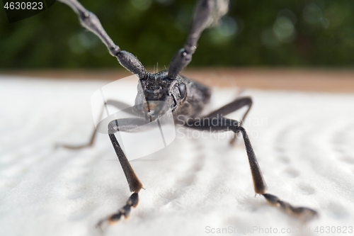 Image of Longhorn beetle crawling on a napkin