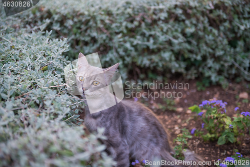 Image of Cat on Dubrovnik, Croatia