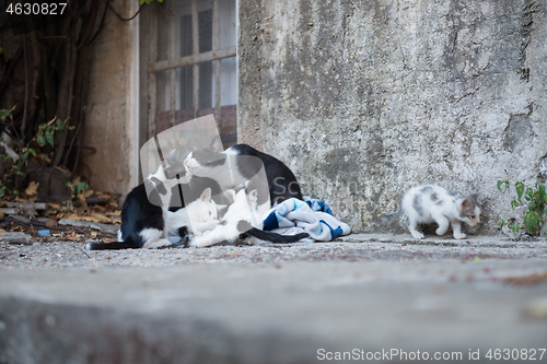 Image of Cat family on Dubrovnik, Croatia