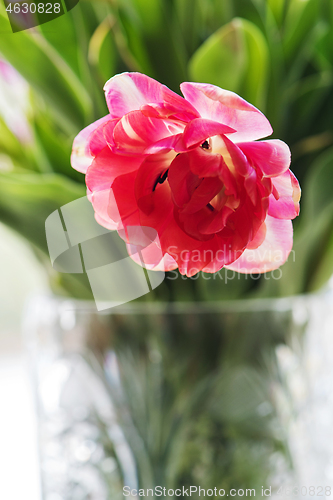 Image of Pink tulip in a vase, window on the background