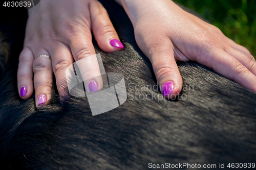 Image of Human hands doing dog massage