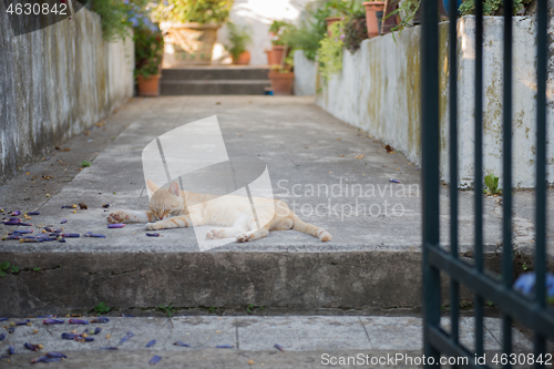 Image of Cute cat sleeping on the street near house